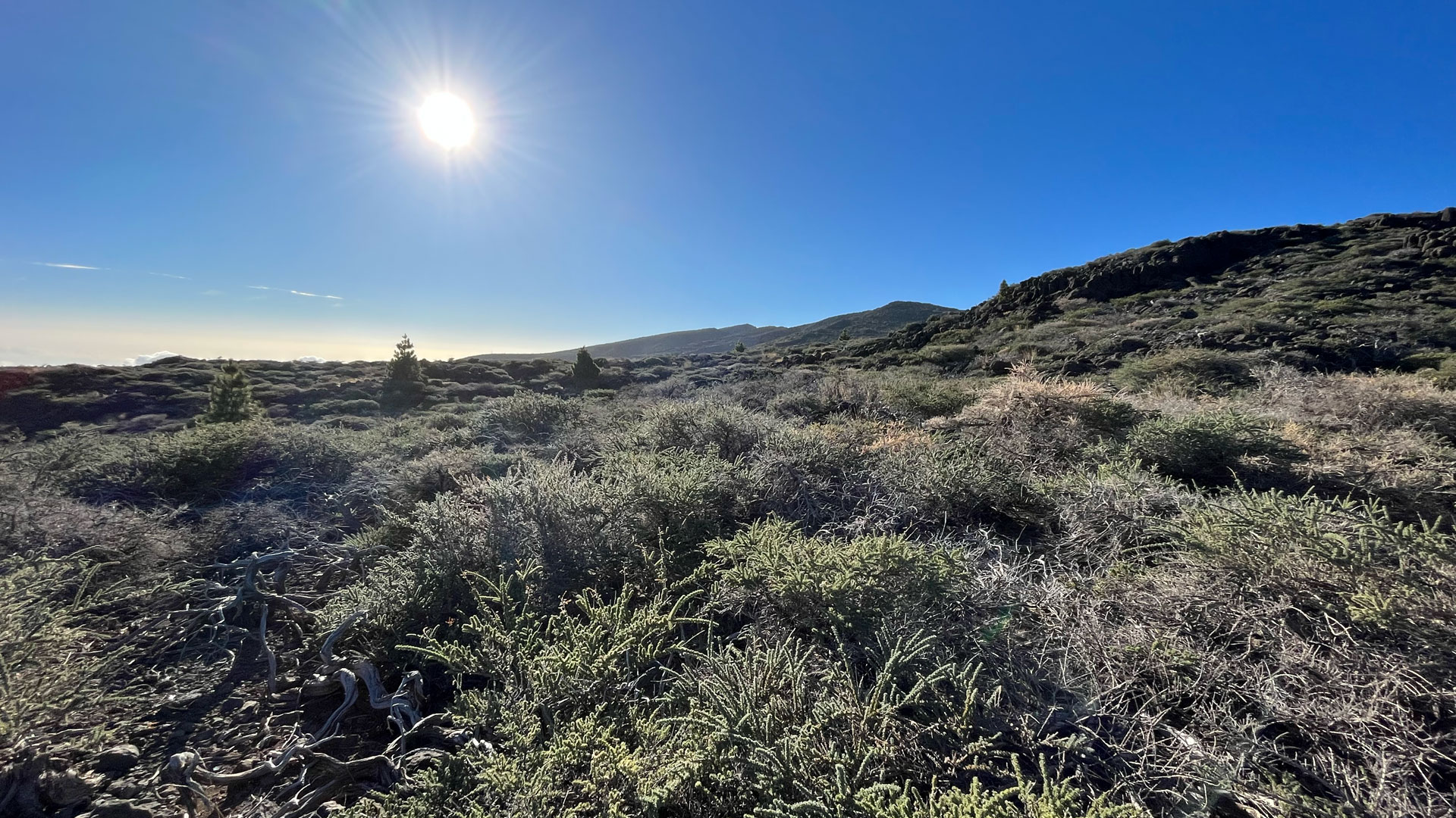 Wanderweg PR-LP 8 durch die Hochgebirgsvegetation La Palmas.