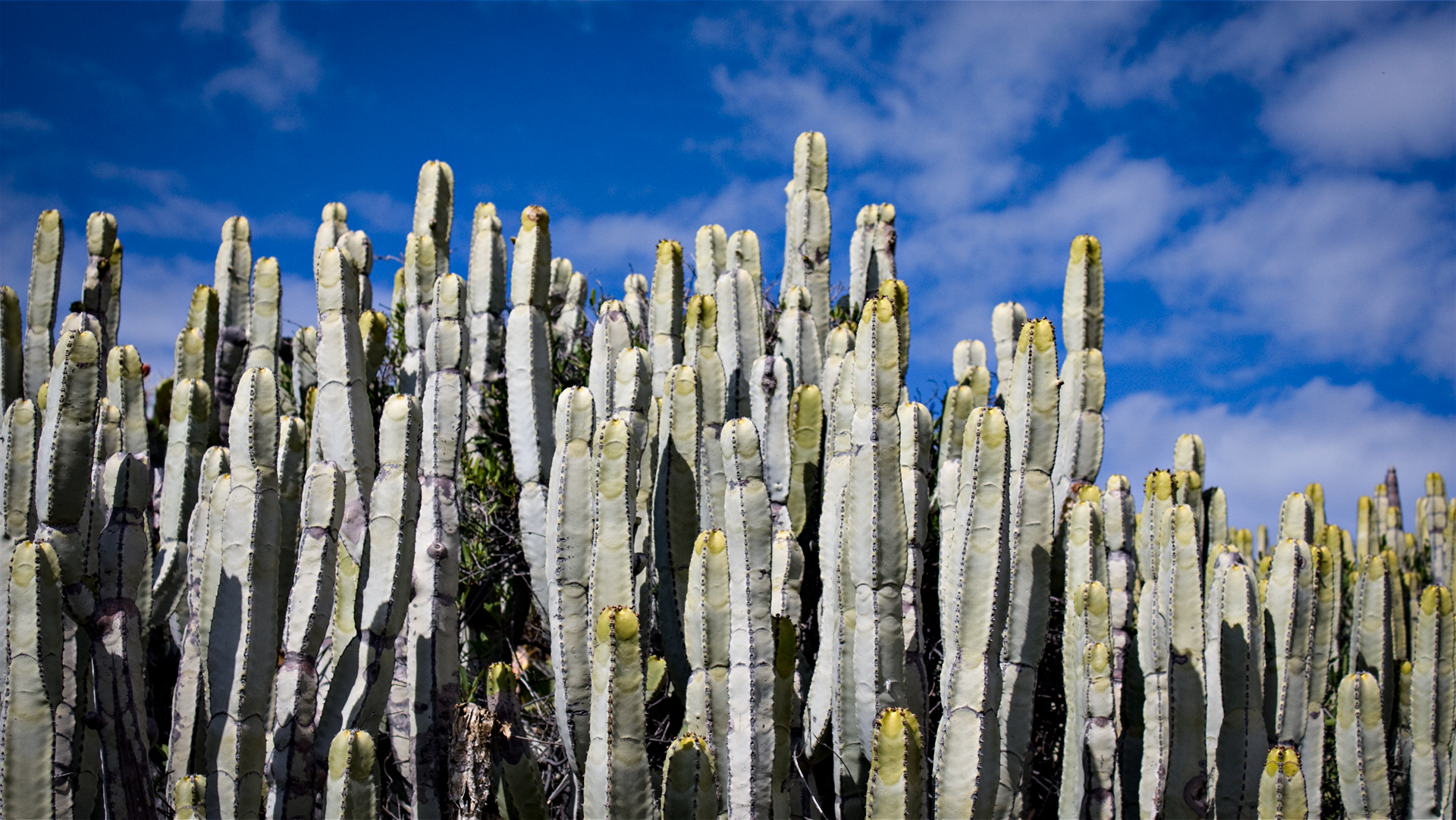 Kandelaberwolfsmilch (Euphorbia canariensis)