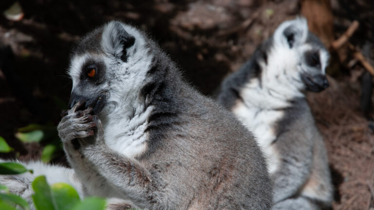 Maroparque Breña Alta – Tierrettungsstation
