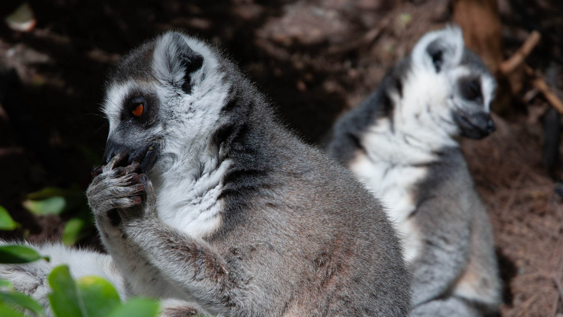Maroparque Breña Alta – Tierrettungsstation