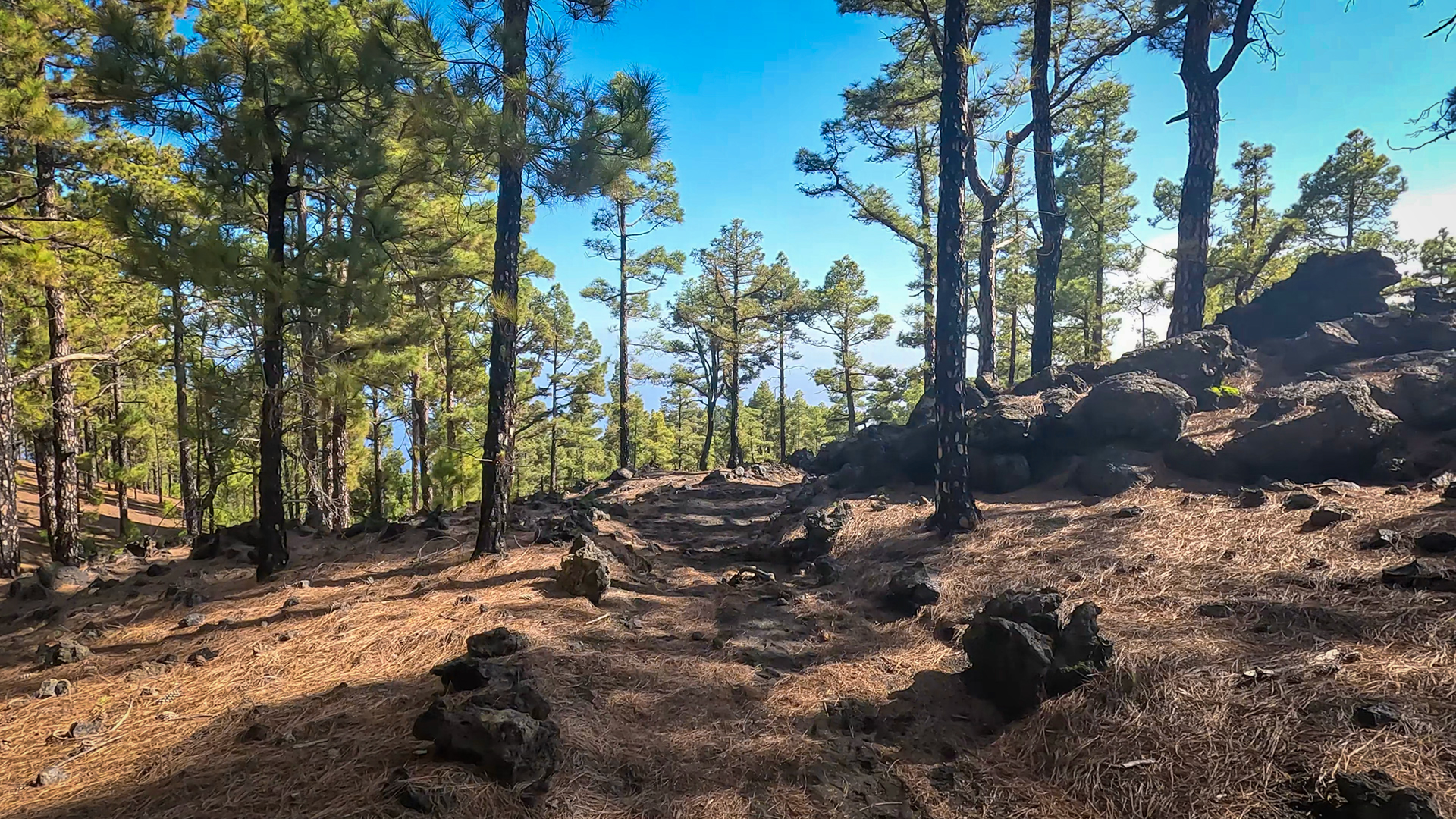 Wanderweg durch Kiefernwald nach Fuencaliente.
