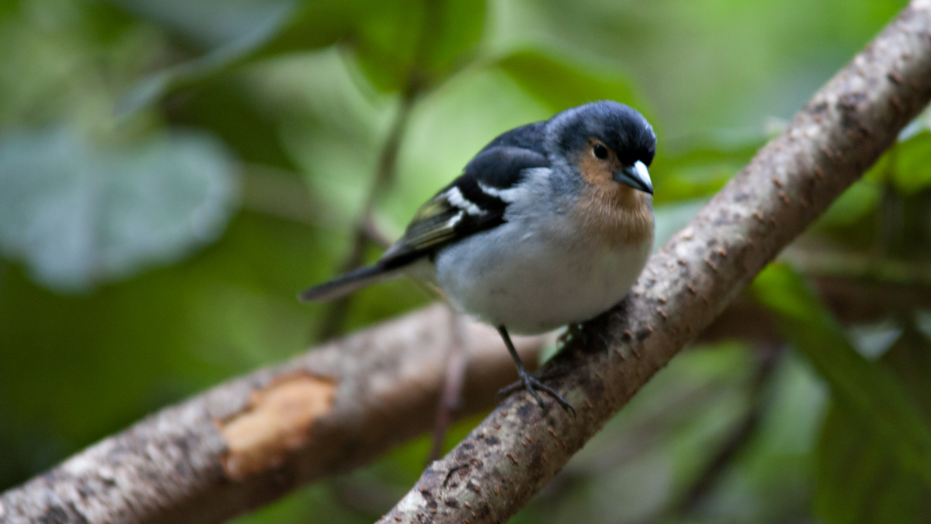 La-Palma-Buchfink (Fringilla coelebs palmae)
