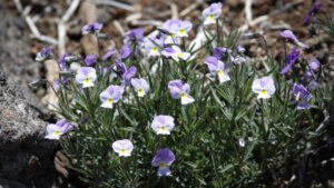Endemisches Veilchen (Viola palmensis) in den Höhenlagen La Palmas