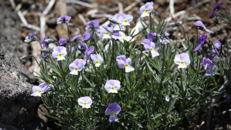 Endemisches Veilchen (Viola palmensis) in den Höhenlagen La Palmas