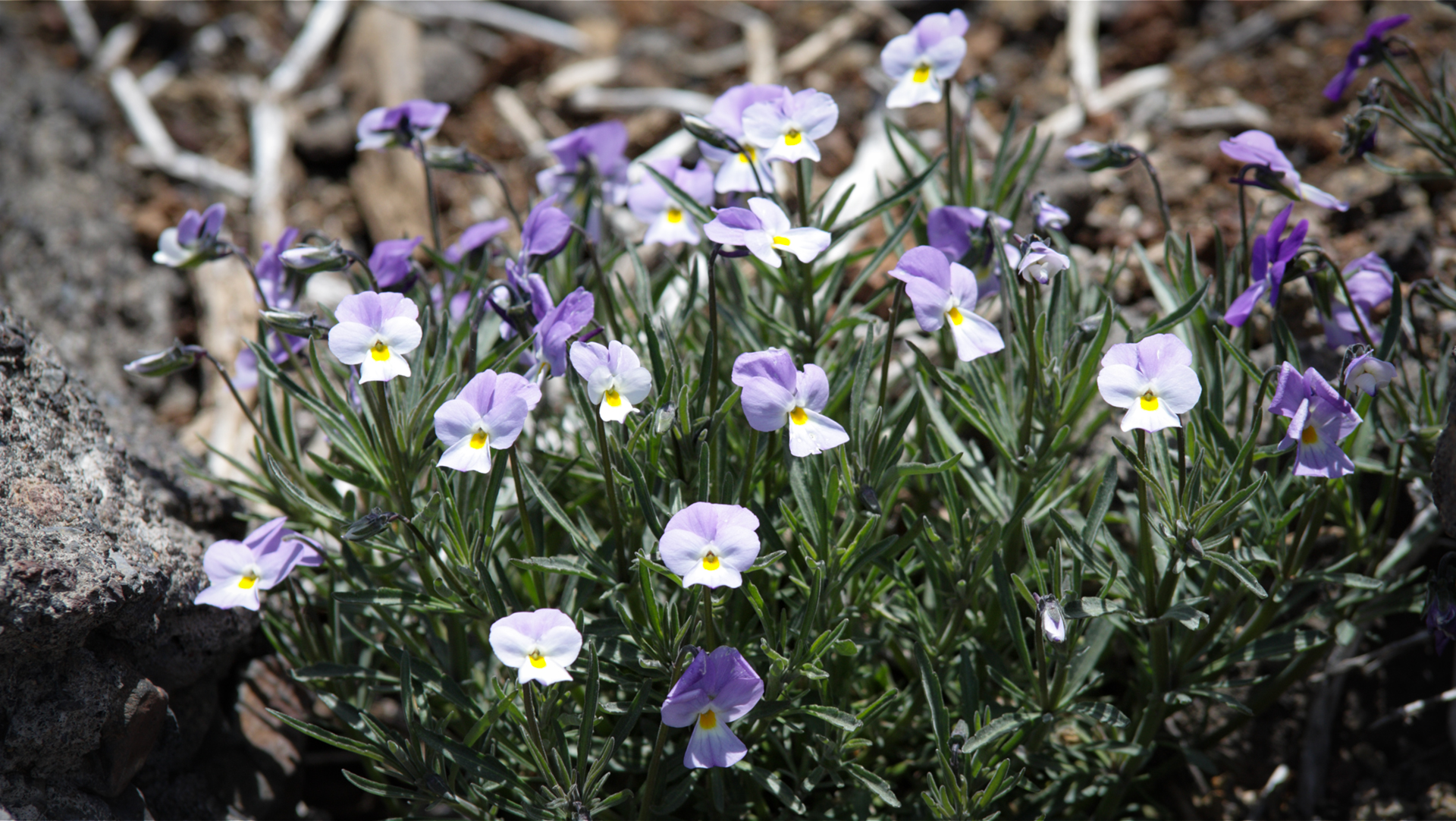 Endemisches Veilchen (Viola palmensis) in den Höhenlagen La Palmas