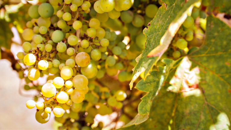 Weinanbau auf La Palma — Steilhänge, Vulkanboden, alte Rebsorten