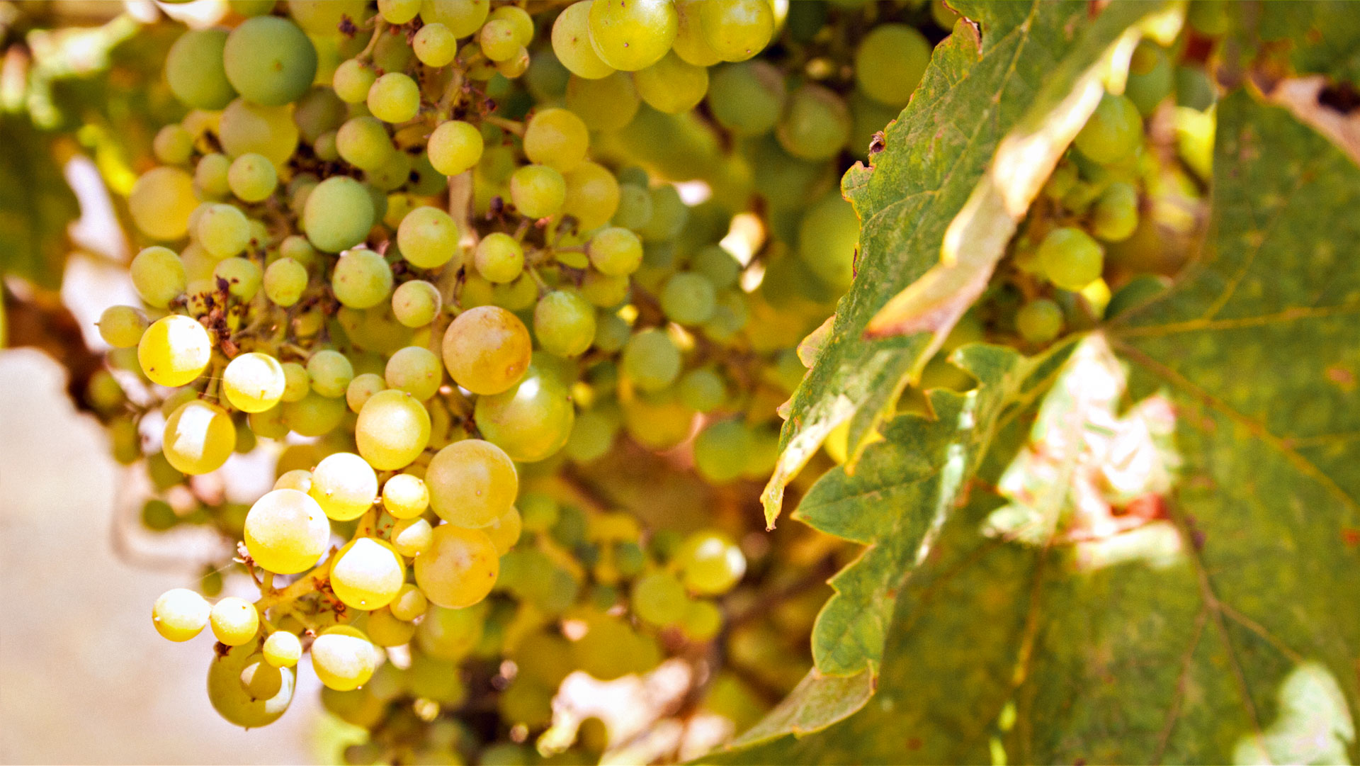 Alte Weinfässer vor einer Bodega – Weinbautradition auf La Palma.