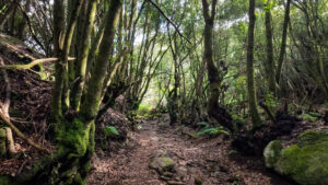 Wanderweg durch Lorbeerwaldvegetation