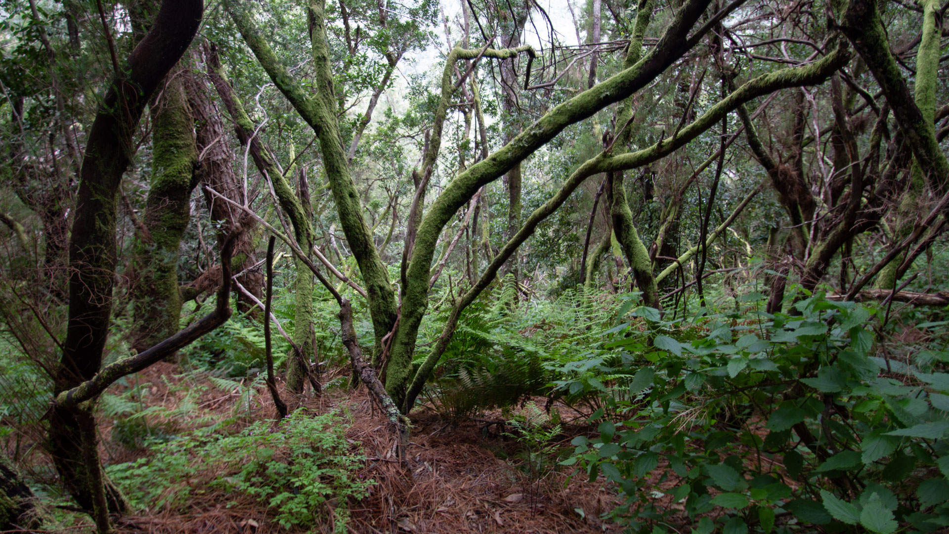 Lorbeerwaldvegetation in Los Tilos