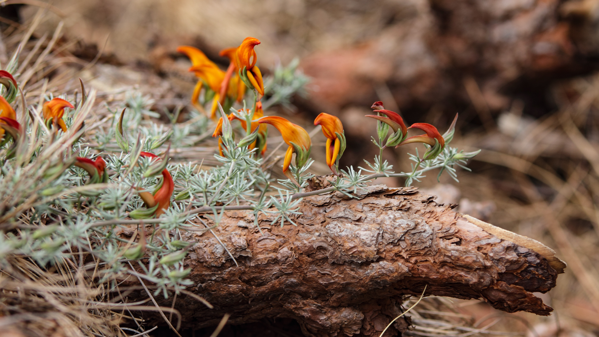 Lotus Pyranthus – Pico de Fuego