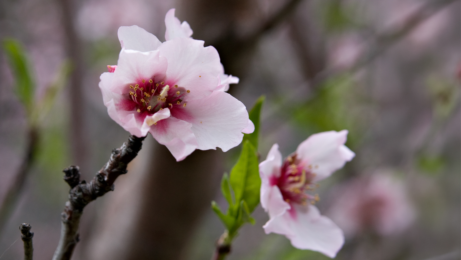 Mandelblüte in Puntagorda