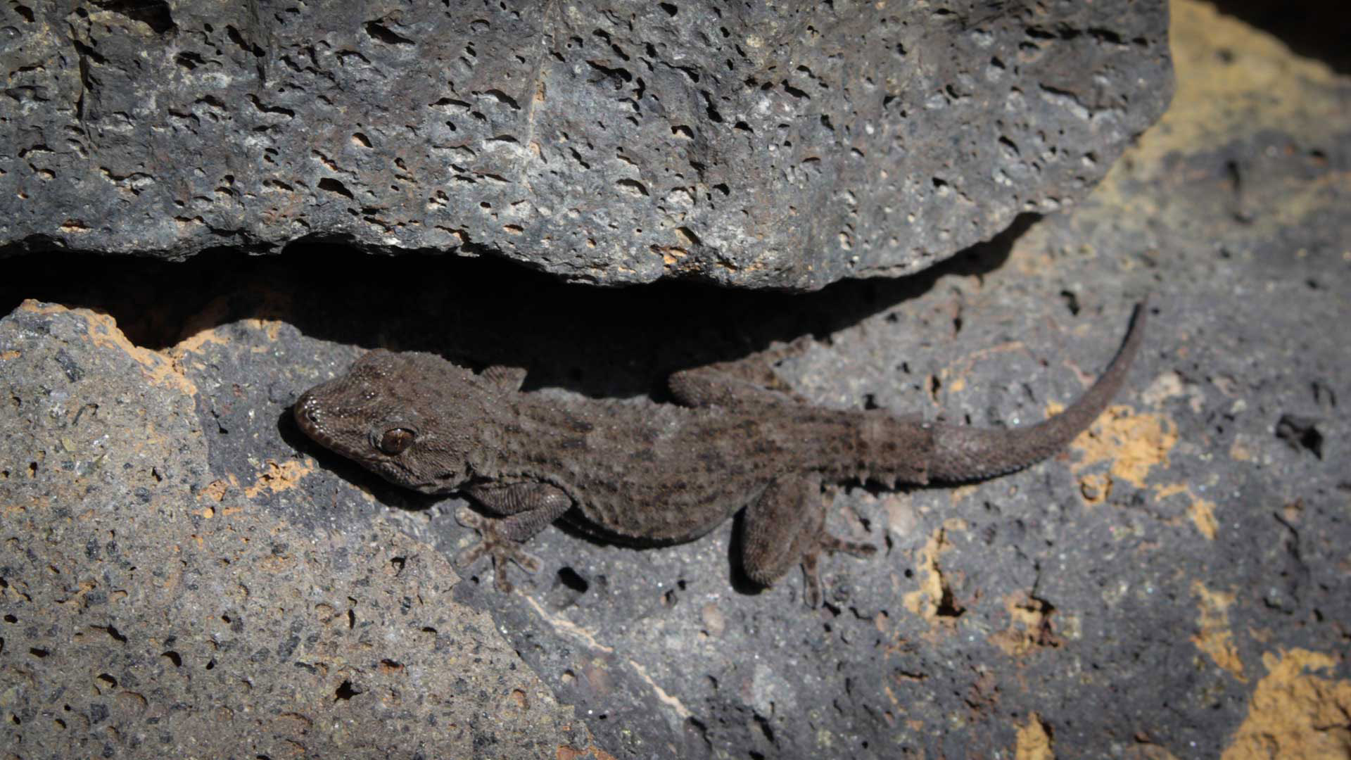 Kanaren-Gecko (Tarentola delalandii)