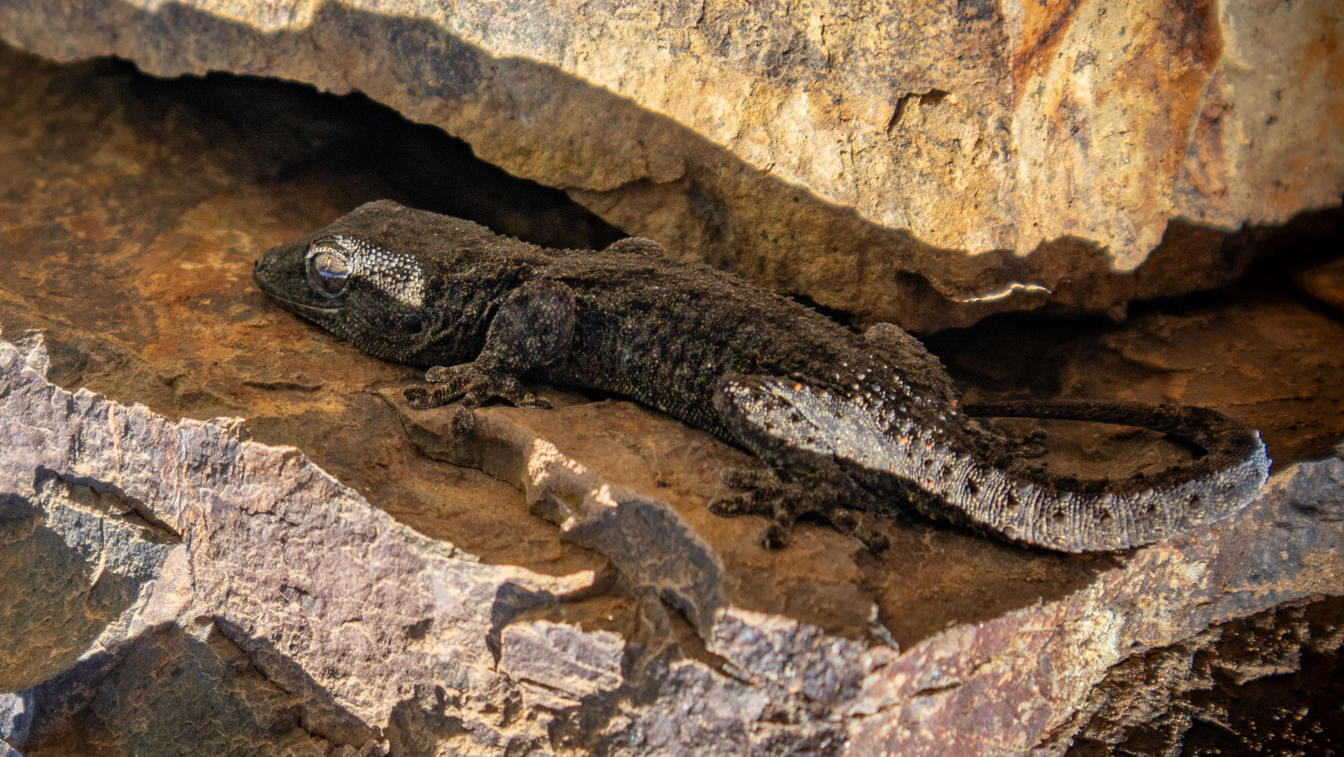 Geckos, die unsichtbaren Mitbewohner La Palmas.