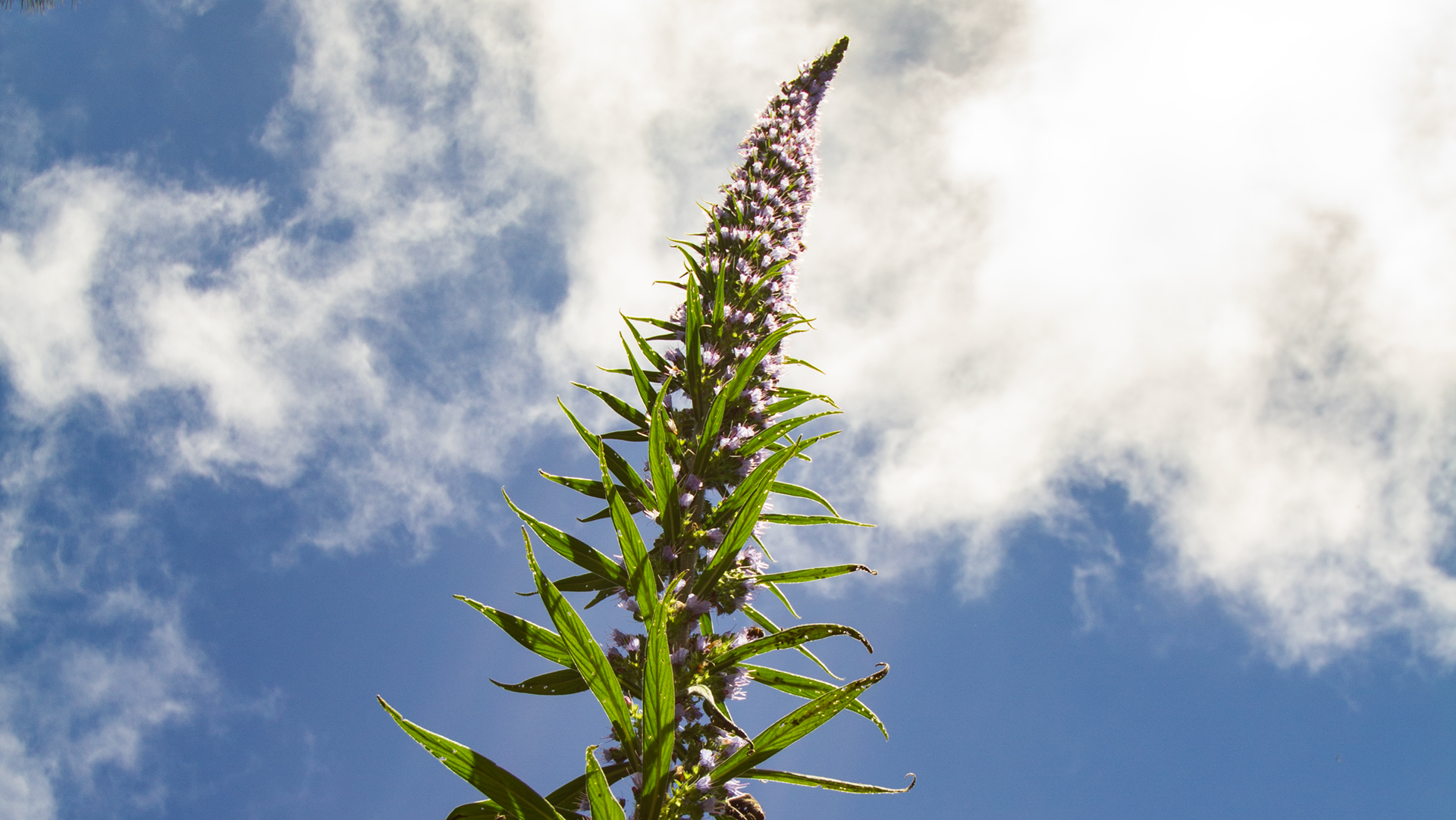 Echium pininana (Riesen-Natternkopf) 