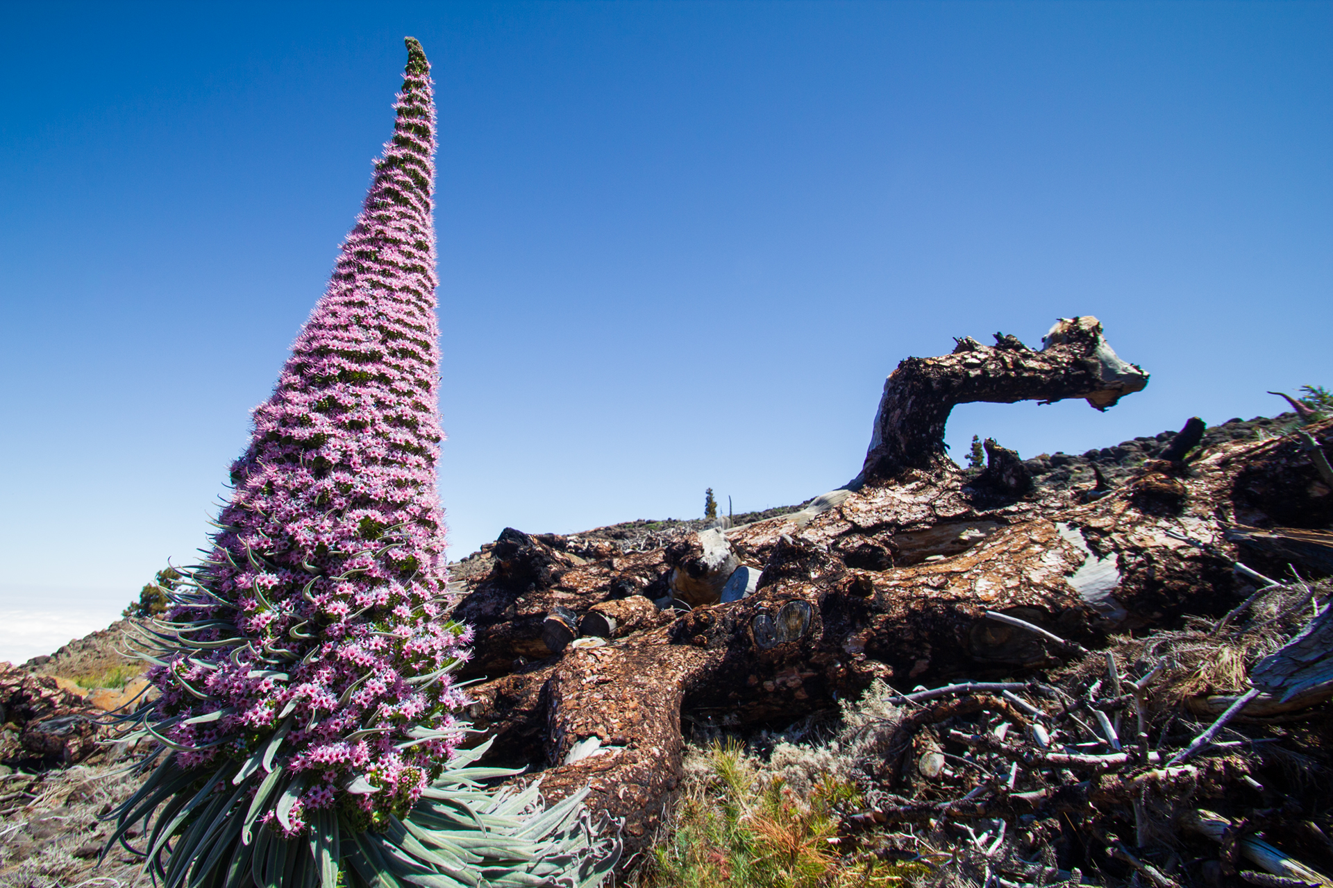 Tajinaste (Echium wildpretii) in den Höhenlagen des Nationalparks Caldera de Taburiente