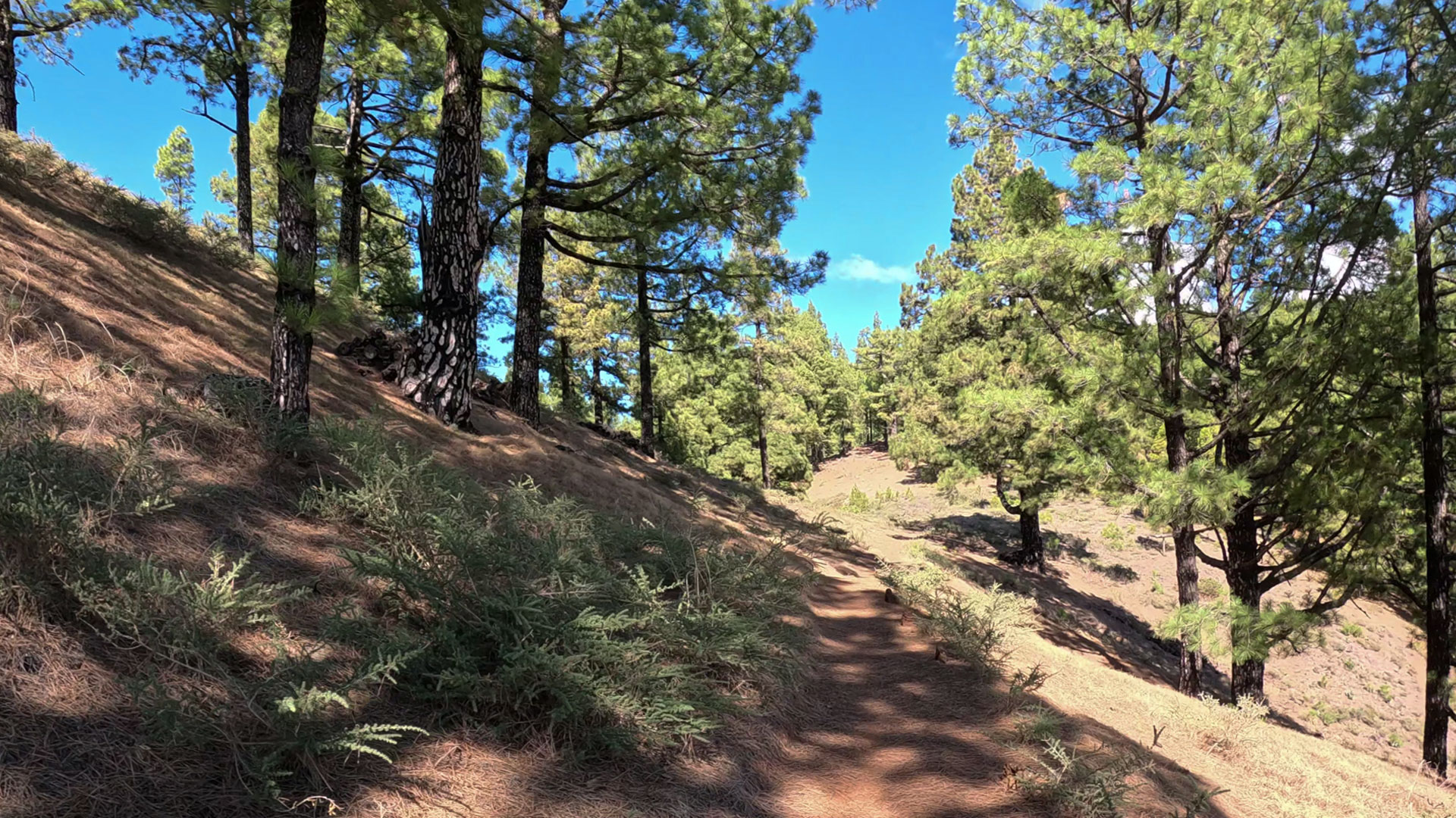 Wanderweg entlang des Bergrückens durch Kiefernwald.