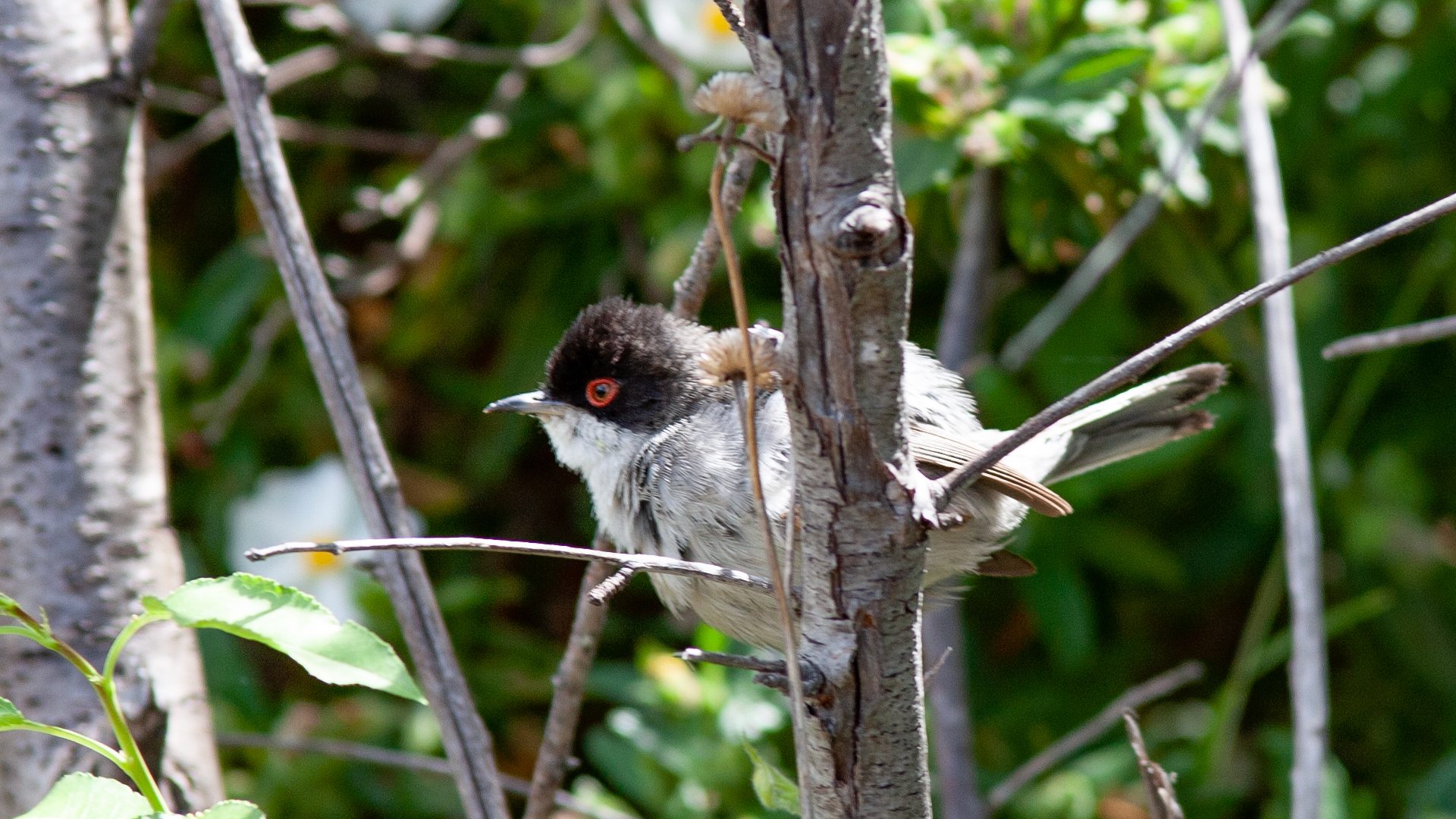 Samtkopf-Grasmücke (Curruca melanocephala)