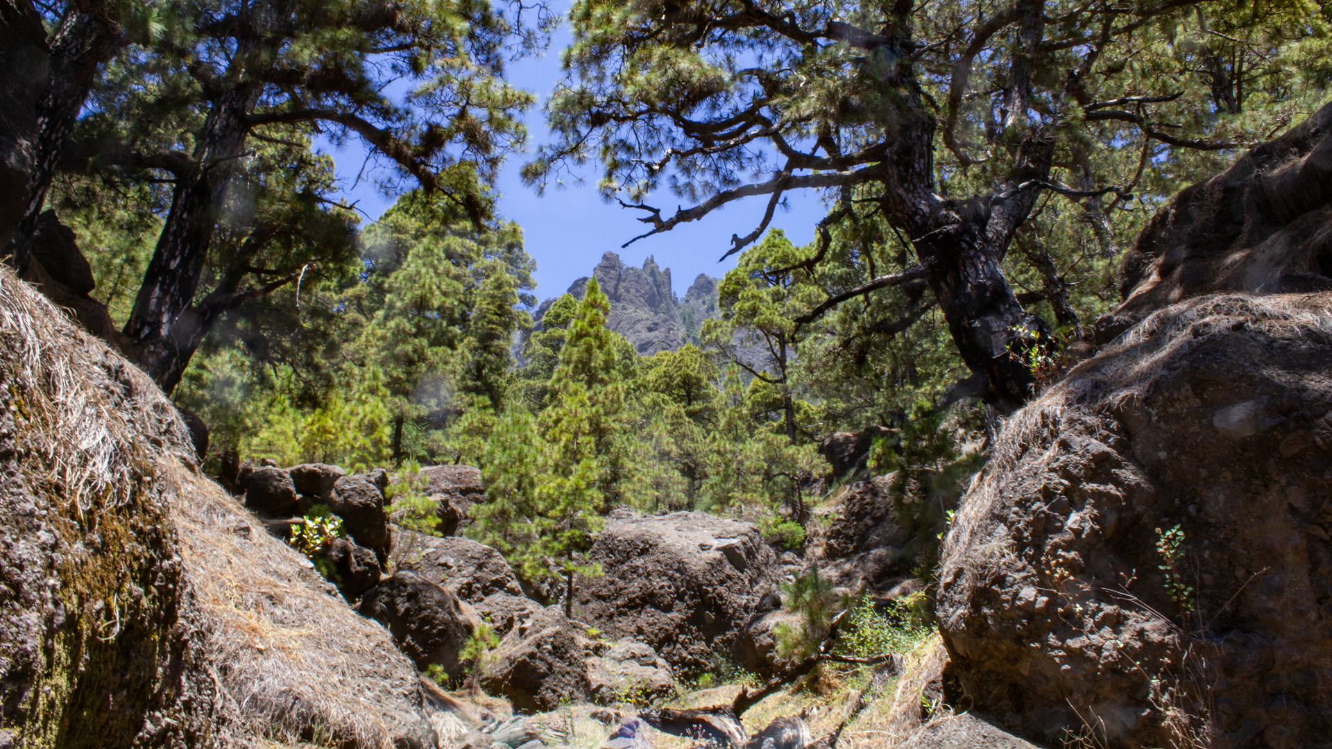 Wanderweg Caldera de Taburiente – Kiefernwald, Felswände, Nationalpark La Palma.