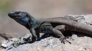 Kanareneidechse (Gallotia galloti palmea)