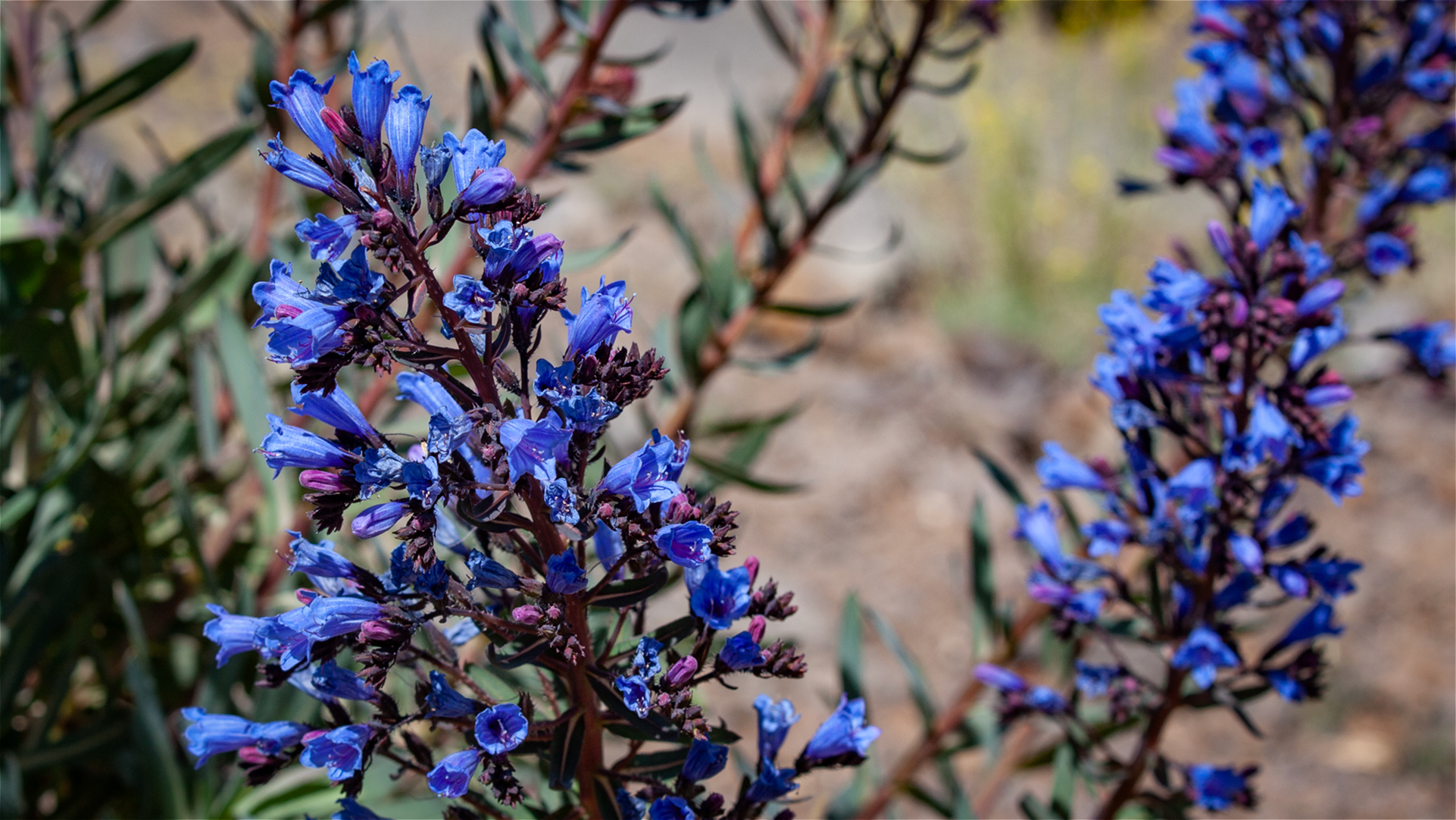 Tajinaste azul de la cumbre (Echium webbii) 