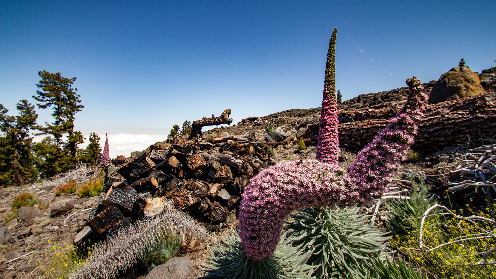 Tajinaste (Echium wildpretii) – Rosa Natternkopf