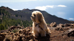 Mit dem Hund auf La Palma – Leinenpflicht in der Öffentlichkeit und Einreisedokumente sind Pflicht