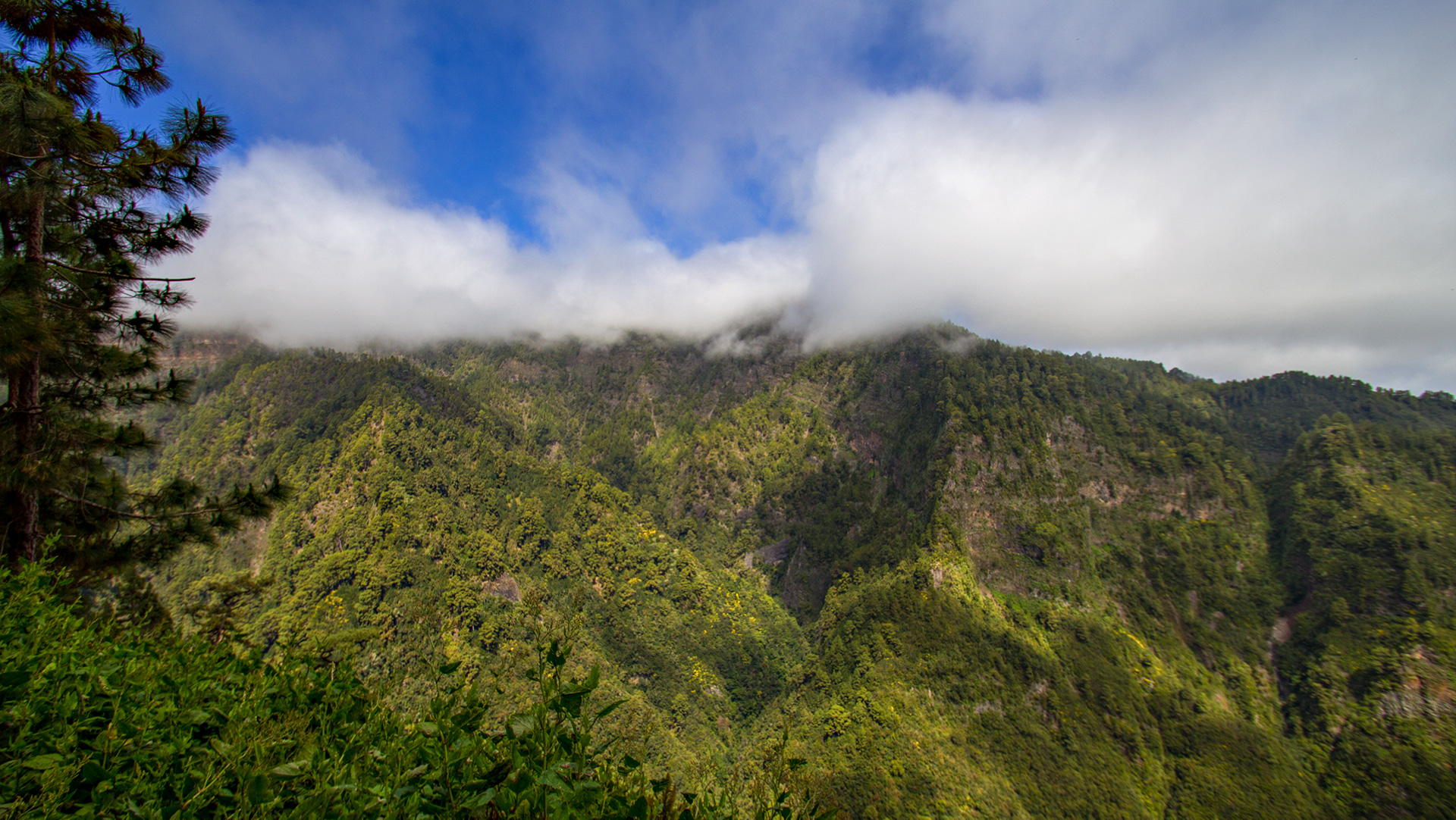 Schluchten im Lorbeerwald Los Tilos – feuchtes Naturreservat im Nordosten La Palmas.