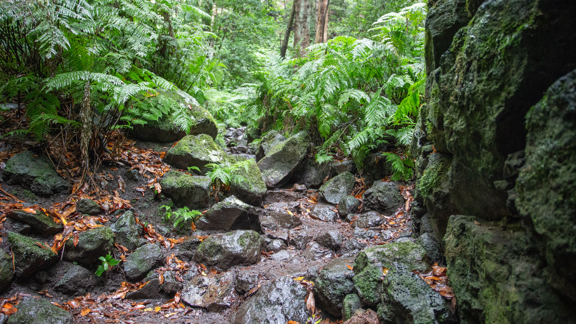 steiniges Bachbett im Barranco de la Galga auf La Palma