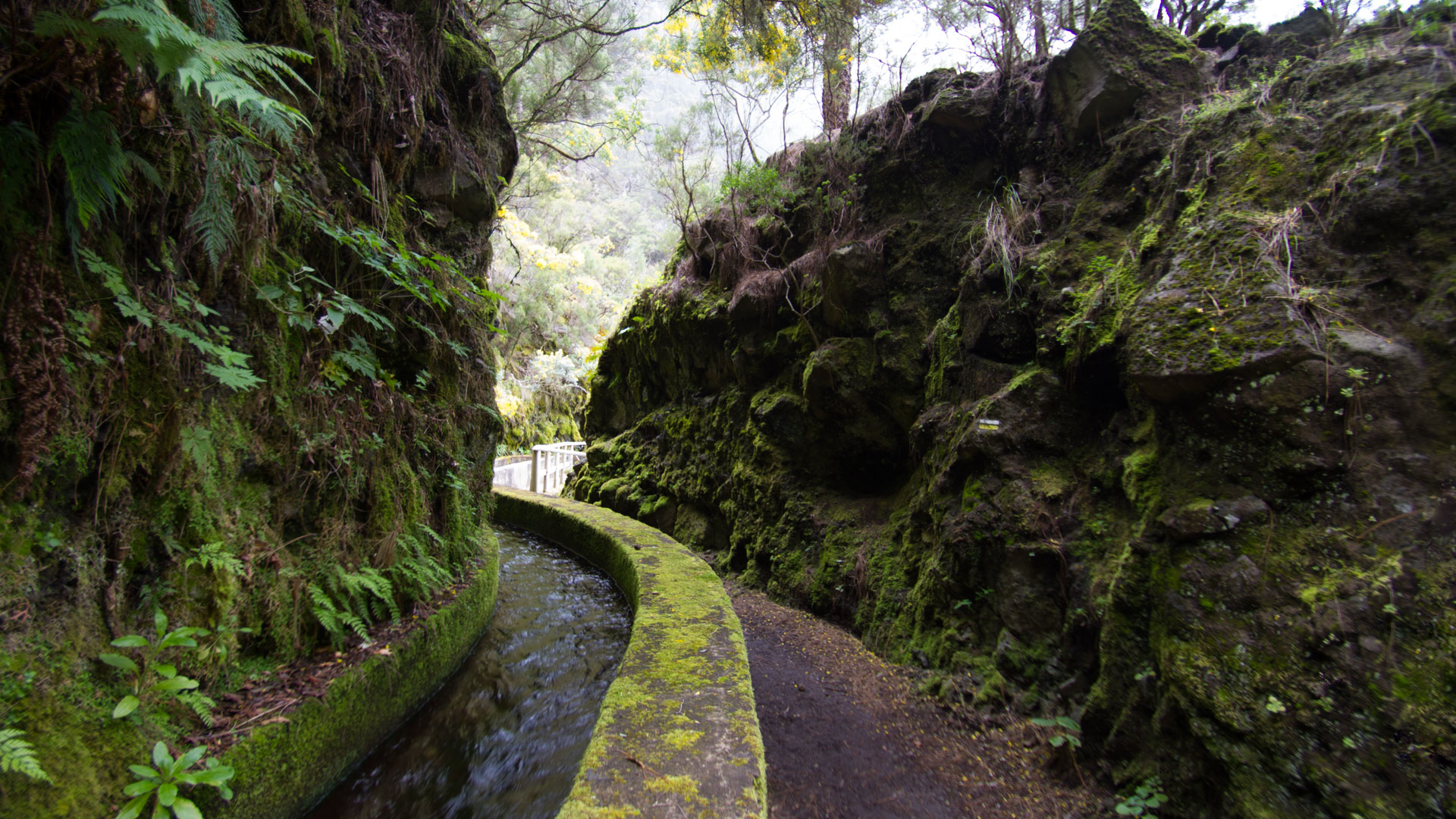 Kanalwanderung Marcos y Cordero – dem Wasser folgen durch den Lorbeerwald Los Tilos