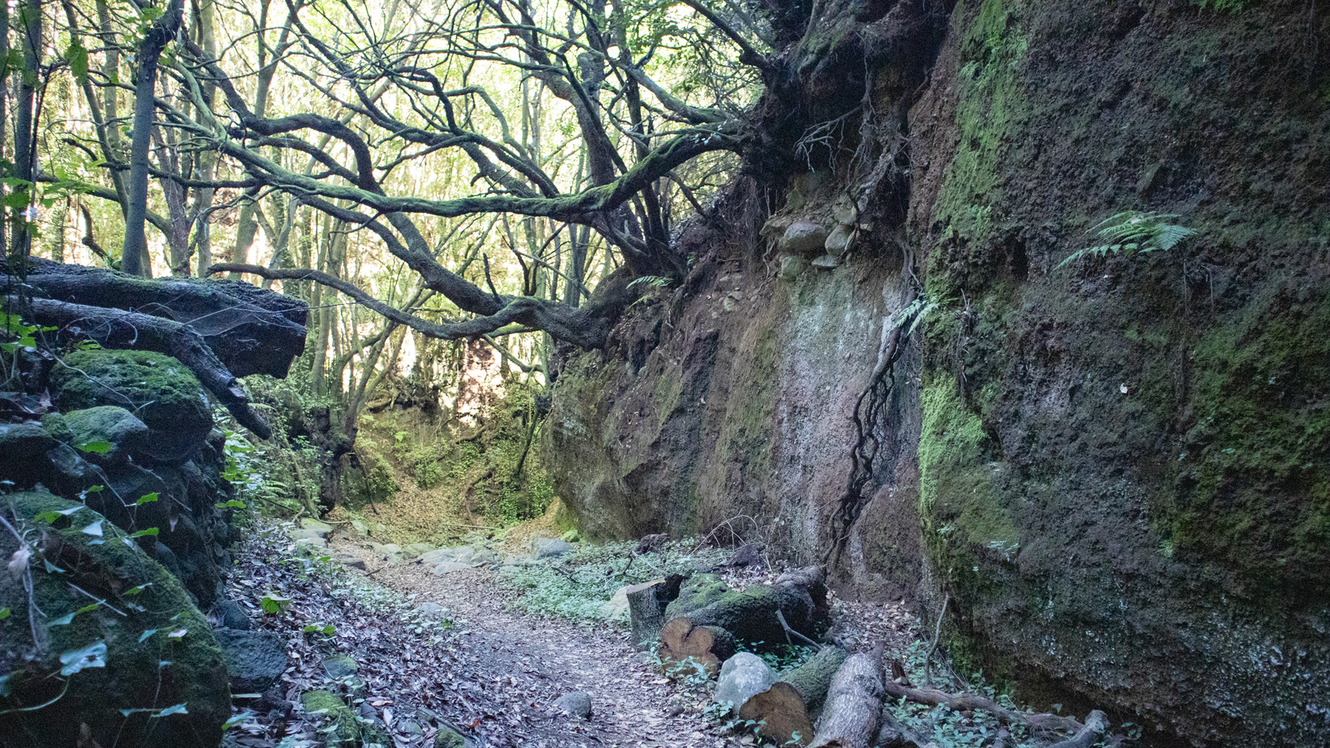 Moosbedeckte Stämme, diffuses Licht — wandern im Lorbeerwald La Palmas