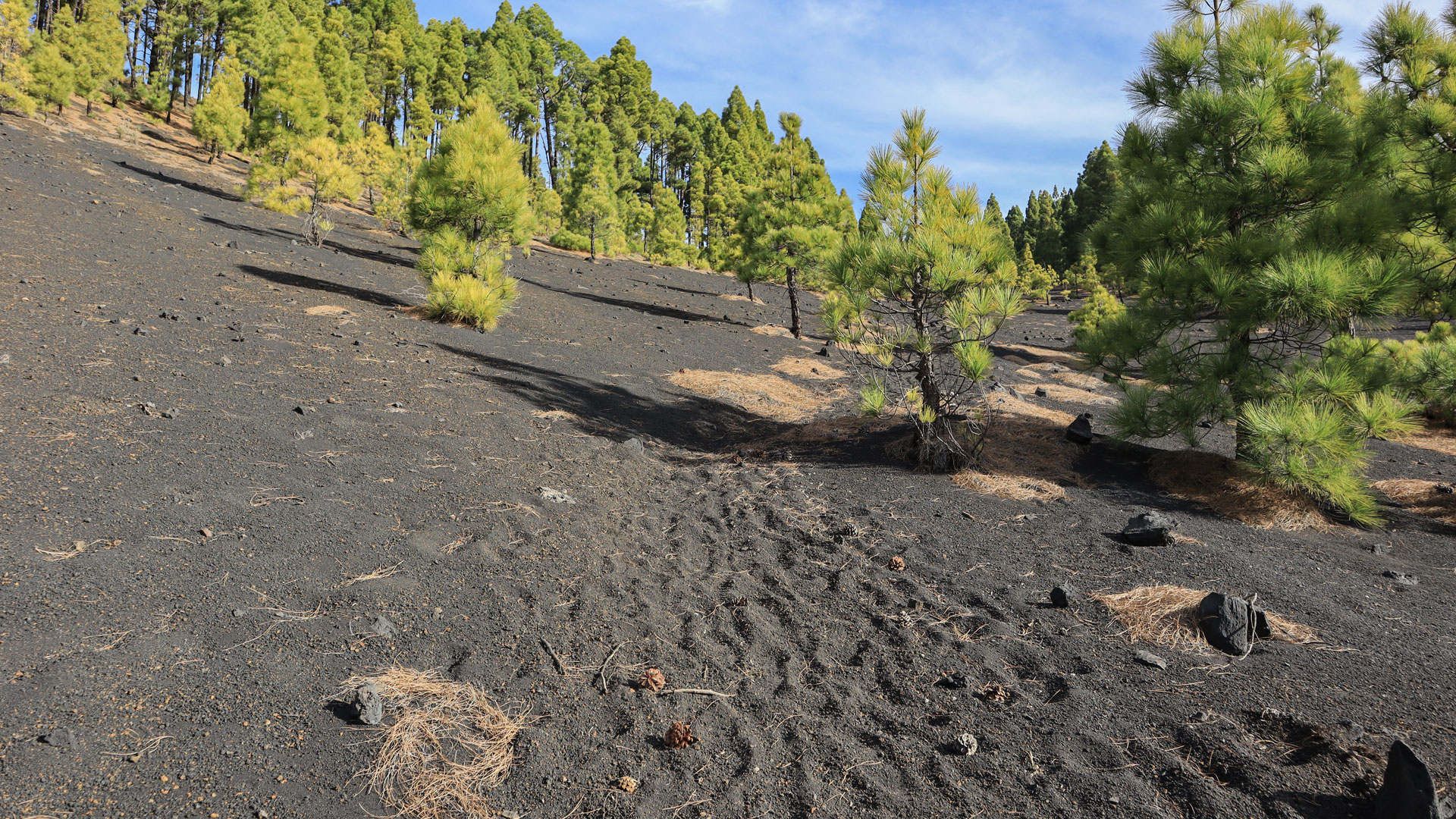 Wanderroute zur Fuente del Tión im Kiefernwaldgürtel La Palmas 