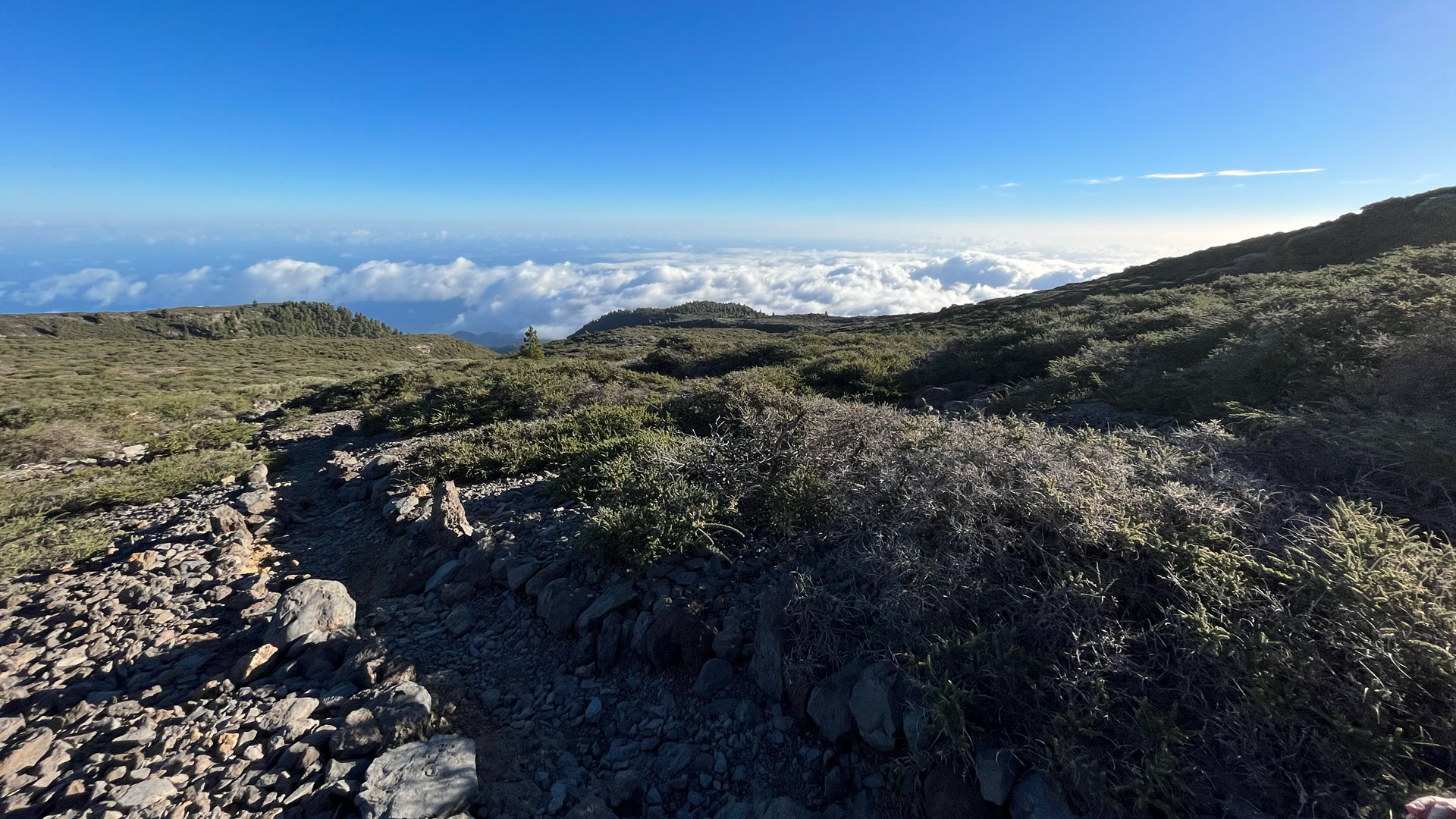 Wanderroute durch die Hochgebirgsvegetation La Palmas.