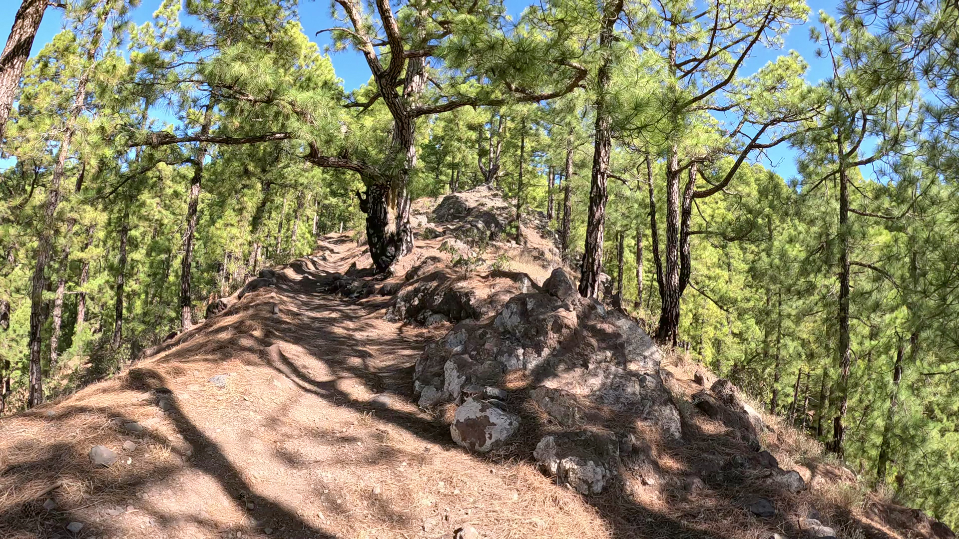 Steiler Kammaufstieg auf dem Wanderweg PR-LP 12 durch den Kiefernwald.