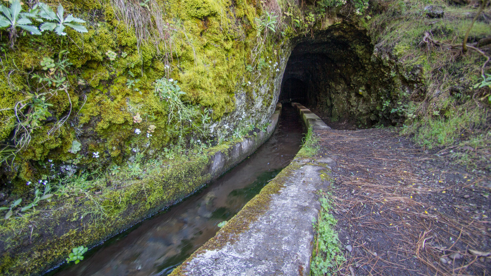 Wasserkanal der Marcos-y-Cordero-Quellen – Wanderroute durch den Lorbeerwald im Norden La Palmas.