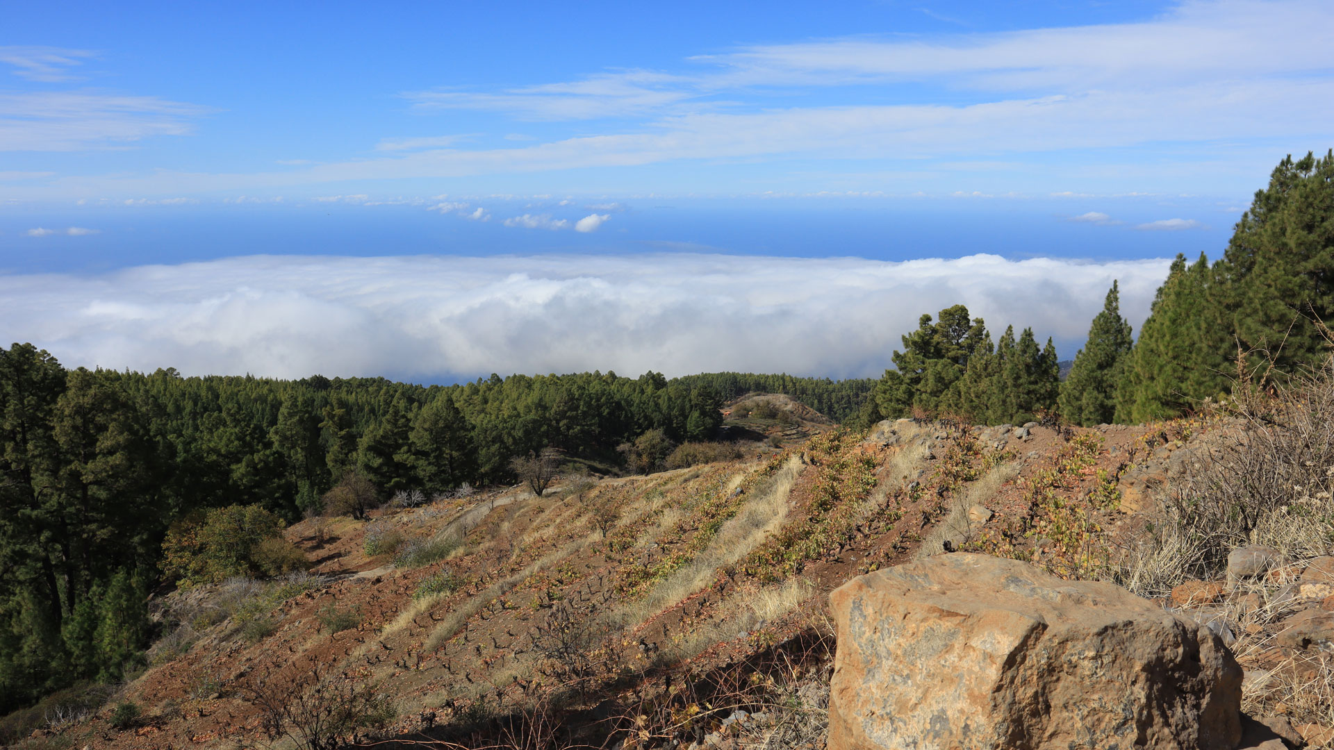 Weinbau in Hochlagen auf 1.500 Metern, Vino de La Palma.