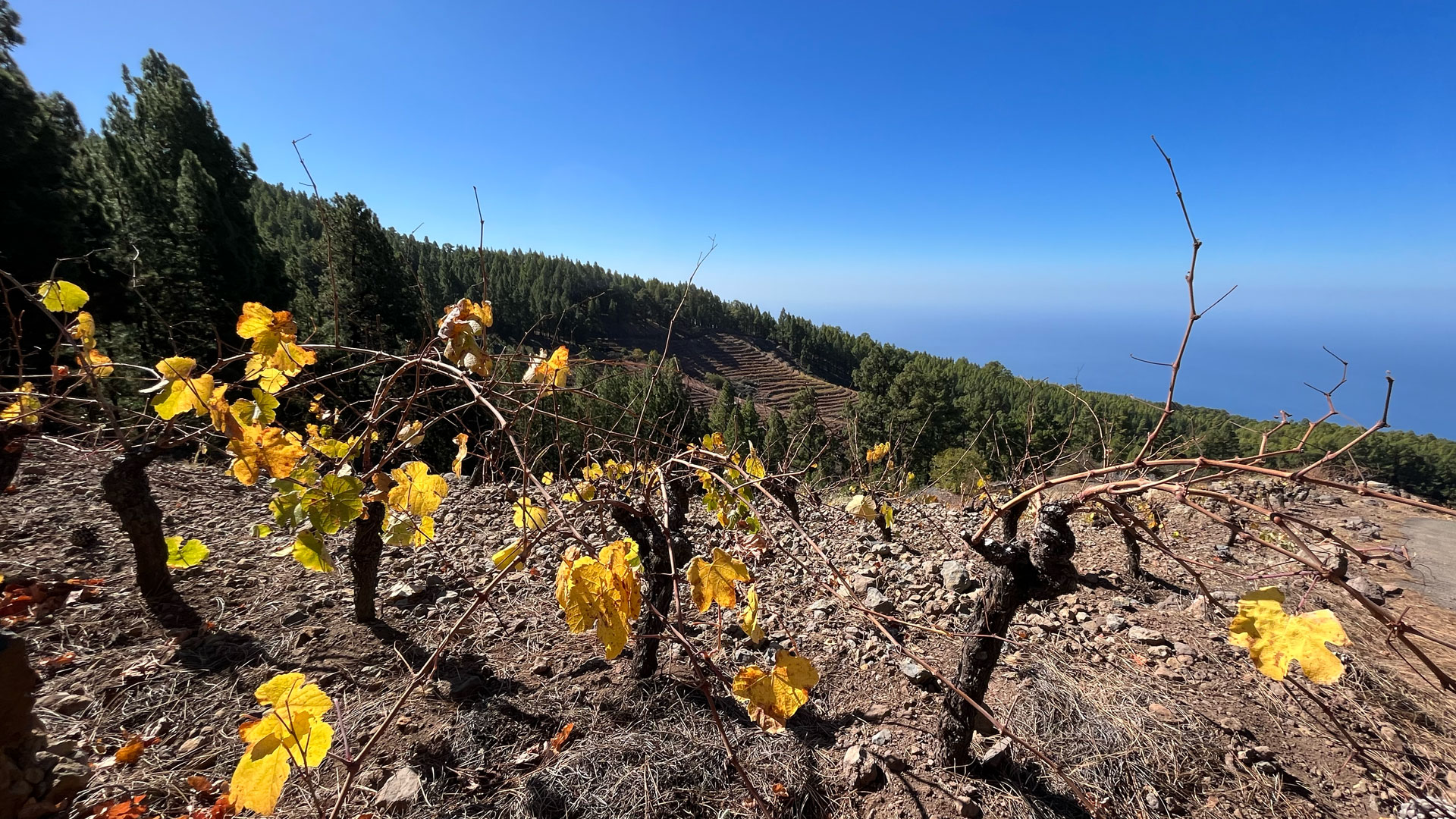 Weinreben auf Vulkanboden – La Palma produziert einige der charaktervollsten Weine der Kanaren