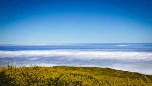 Ginsterblüte über dem Wolkenmeer — Frühling am Roque de los Muchachos