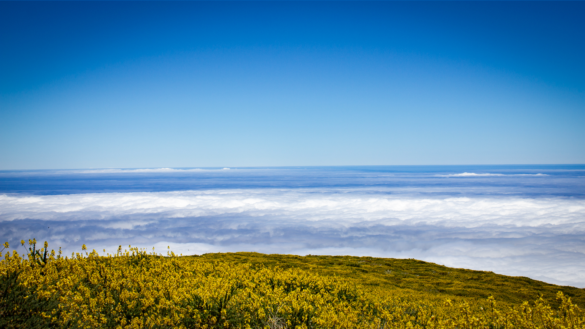Ginsterblüte über dem Wolkenmeer — Frühling am Roque de los Muchachos