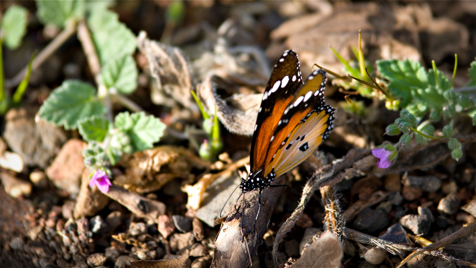 Afrikanischer Monarch (Danaus chrysippus)